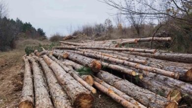 Photo of Општина Желино блокира сеча на дрва, ја обвини централната власт за уништување на природата
