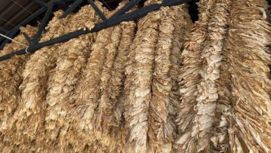 Photo of НОВО! До 10 јануари откупени се 5.300 тони тутун, за просечна цена од 330,14 денари