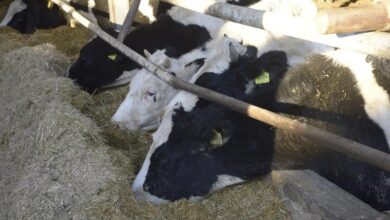 Photo of Од 4.000 на 12.000 денари се зголемува поддршката за женски грла говеда постари од 12 месеци