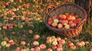Photo of Бачовски-Исплатени субвенции за јаболкото, кај јаболкарите легнаа 203.3 милиони денари