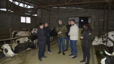 Photo of Боби во Радање, Карбинци одгледува 30 крави