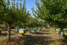 Photo of Исплатени 5234 пчелари за директни плаќања за регистрирано презимено пчелно семејство
