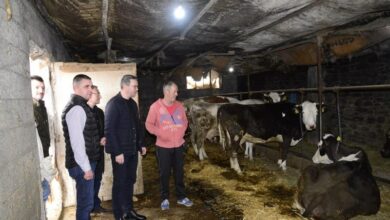 Photo of Сточарот Тони Петковски-Паша од 18 молзни крави падна на 13 грла