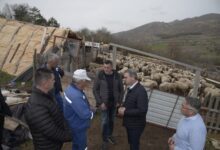 Photo of Крсто од Злетово чува 150 грла овци, а од државата немал помош