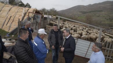 Photo of Крсто од Злетово чува 150 грла овци, а од државата немал помош