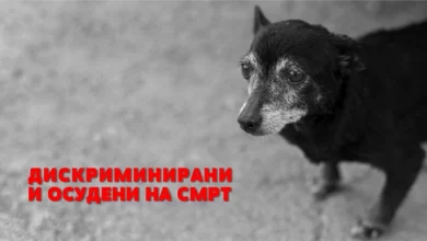 Photo of Анима Мунди: АХВ да ја исфрли одлуката за убивање на кучиња со лишманија