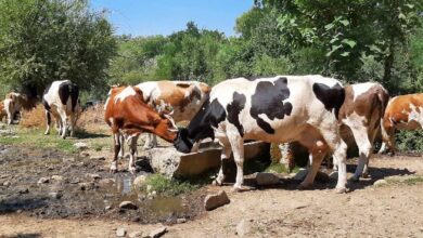 Photo of Драстично паднал бројот на говеда и овци во Македонија
