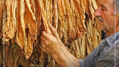 Photo of 6.000 денари за пријавена површина тутун и 12.000 денари за зелена нафта по хектар за секој тутунар