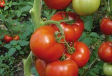 Photo of Дојде време да молиме за пиперки и за домати – цените скокнаа до плафон
