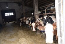 Photo of Данците воведуваат данок за сточарите поради гасовите што ги произведуваат нивните крави, свињи и овци
