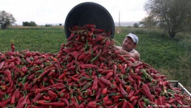 Photo of Повеќе пиперки, помалку домати на македонските ниви