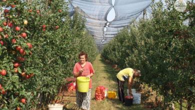 Photo of Фрижидерите и во Србија полни со јаболка, отежнат извозот на Блискиот Исток