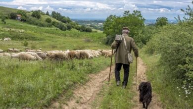 Photo of Албанија е последната станица за наоѓање овчари