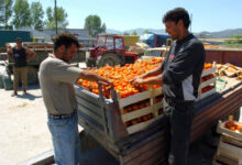 Photo of Градинарите се загрижени за цената на индустрискиот домат и индустриската пиперка