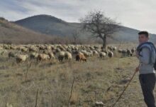 Photo of За овчар, плочкар и бојаџија плата од 1500 евра месечно