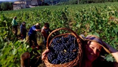 Photo of Во Србија пораснаа дневниците за работниците во земјоделството до 50 евра, без превоз и јадење