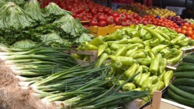 Photo of Рентабилна цена за доматот е 35 денари за килограм