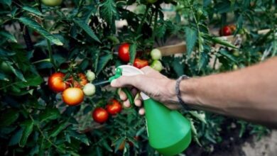 Photo of Трик-Како да го намалите влијанието на пестицидите од зеленчукот и овошјето пред да го изедете