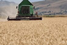 Photo of Цветкоски-Цената на житото не смее да биде под 20 денари