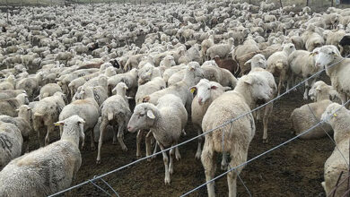 Photo of Известување до сточарите-За Курбан Бајрам строго ќе се санкционира колење и продажба на животни на јавни површини