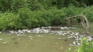 Photo of Голем помор на риба во Вардар, кај Градско