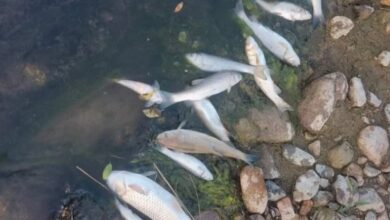 Photo of Изумрени риби во долниот тек на река Брегалница во Делчевско