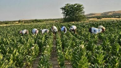 Photo of Сончево и многу топло, попладне појава на краткотраен пороен и дожд и грмежи