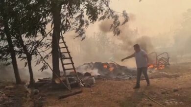 Photo of Сточарите во паника и очај – Сопственичката на трлото не сакаше да го остави стадото