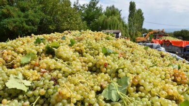 Photo of Драстичен пад на производството на винското грозје