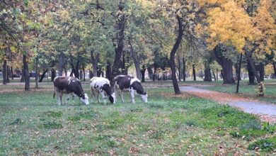 Photo of Во Битола и кравите се градски пасат на Градското шеталиште