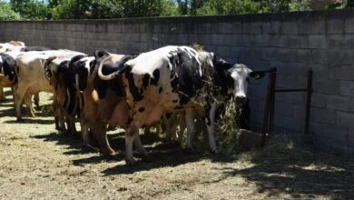 Photo of ИМА ПАРИ ЗА МЛЕКАРИТЕ – Извршена исплата за произведено и предадено кравјо, овчо и козјо млеко