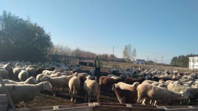 Photo of Сточарот Марјанчо Стојаноски – Да се врати субвенцијата за оставено женско јагне и навреме да се исплаќаат субвенциите оти пропаднавме