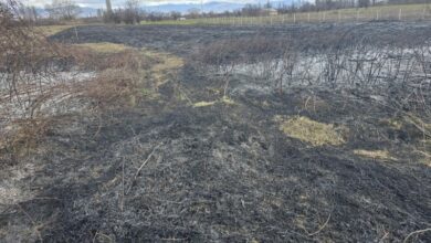 Photo of На земјоделец од село Поешево му изгореа 200 стебла лешник