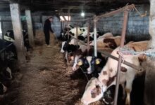 Photo of Исплатени се субвенции за високостелни педигрирани јуници
