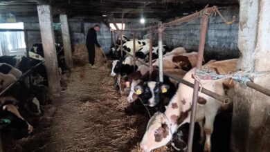 Photo of Исплатени се субвенции за високостелни педигрирани јуници