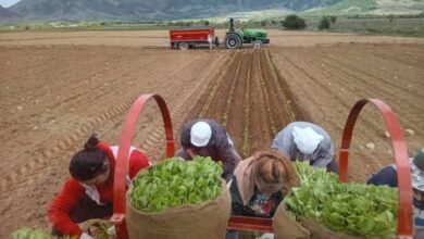 Photo of Дизелот поскапува