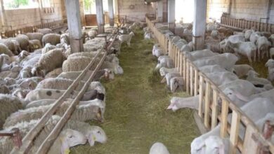 Photo of Условот за предавање на јагниња во кланичните центри се намалува на 30%
