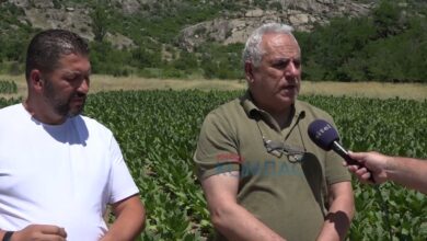 Photo of Нема да има увоз на тутун додека не се откупи од македонските тутунари
