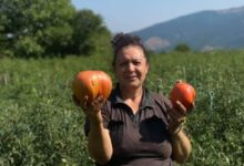 Photo of Највкусните и најголемите домати се од нивата на Рајна Бубевска од Кажани