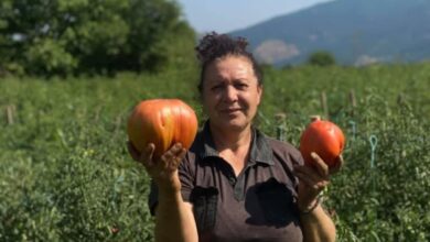 Photo of Највкусните и најголемите домати се од нивата на Рајна Бубевска од Кажани