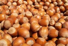 Photo of Сериозна криза на пазарот на лешници – Цените растат, производителите ги кријат залихите