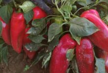 Photo of Пиперката капија 23 денари на откуп – земјоделците разочарани