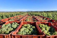 Photo of СДСМ: Над 20 милиони килограми грозје стои неоткупено