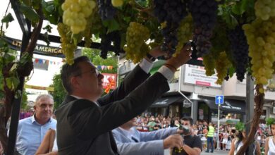 Photo of Трипуновски: Откупени се над 78 милиони килограми на винско грозје, секој грозд ќе биде собран да не се грижат земјоделците