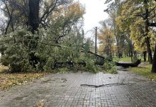 Photo of Од ветрот паднати дрвја на Градското шеталиште во Битола