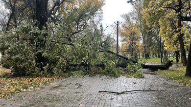 Photo of Од ветрот паднати дрвја на Градското шеталиште во Битола