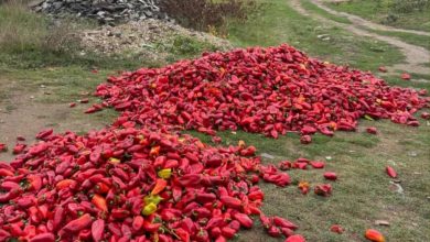 Photo of СДСМ: Целосен дебакл со откупот на пиперката, ВМРО-ДПМНЕ ги остави земјоделците на цедило