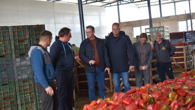 Photo of Убава вест! Откупот на пиперката се одвива непречено, цената не е пониска од 25 денари, објави министерот Трипуновски