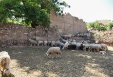 Photo of Еве кога ќе бидат исплатени субвенциите за овчарите, за млекото, заостанатите за градинарите и овоштарите