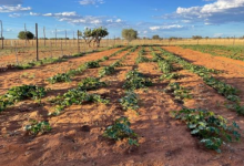 Photo of DIVAGRI истражувачки проект – продуктивноста на земјоделските производители преку воведување на седум нови технологии